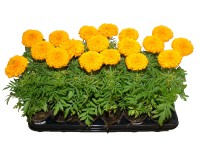 Aksamietnica vzpriamená, Tagetes erecta