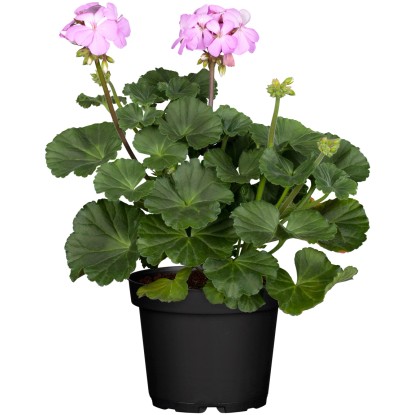 Muškát vzpriamený-Pelargónia páskatá (Pelargonium zonale) rôzne druhy pr. 10,5cm