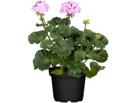 Muškát vzpriamený-Pelargónia páskatá (Pelargonium zonale) rôzne druhy pr. 10,5cm