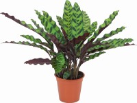 Kalatea priemer kvetináča cca 14 cm Calathea lancifolia