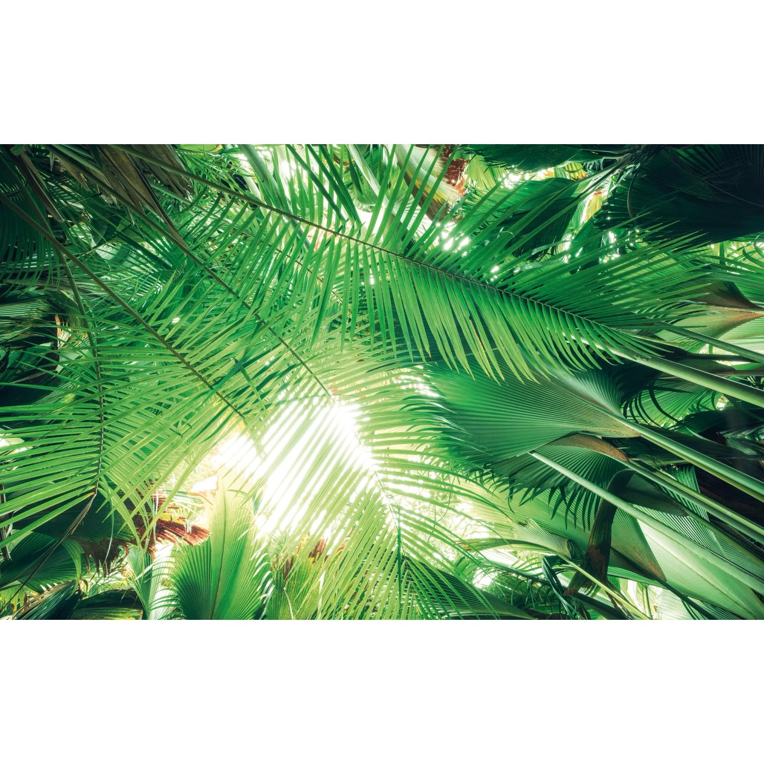 E-shop Komar Vliesová fototapeta Dschungeldach I 450 x 280 cm