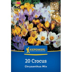 Kiepenkerl Krokus Mix, 20 cibuliek s farebnými kvetmi žltej, fialovej a bielej farby.