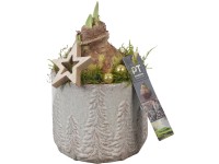 Hviezdnik (Hippeastrum hybride) v keram. kvetináči so zimným motívom, pr. 13 cm