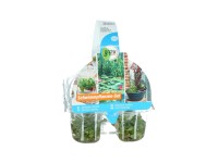OBI Plávajúce rastliny balenie 6 ks priemer kvetináča cca 6 cm Sempervivum