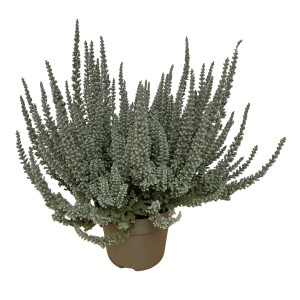 Vresovec Fluffy v kvetináči, výška cca 10-15 cm. Mrazuvzdorná Calluna vulgaris pre záhony a balkóny.