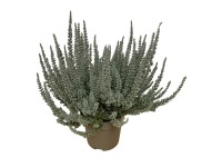 Landgard Vres obyčajný (Calluna vulgaris) 