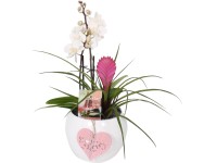 Aranžmán kvitnúcich rastlín v keramickej nádobe pr. cca 16 cm