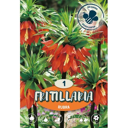 Korunkovka kráľovská Rubra