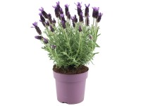 GROW by OBI Levanduľa (Lavandula stoechas) 