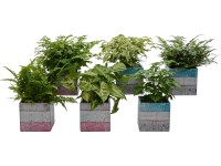 Zelená rastlina v keramickom kvetináči s potlačou dreva priemer kvetináča cca 12