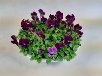 Violka rohatá (Viola cornuta) rôzne farby v zinkovom kvetináči pr. cca 29 cm