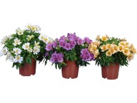 Alstromeria (Alstroemeria), rôzne farby, pr. kv. cca 19 cm