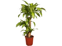 Dracéna voňavá Massangeana 3 kmienky priemer kvetináča cca 24 cm