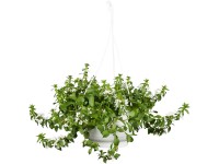 Landgard Vejárovka nezlomná (Scaevola aemula) výška 10-50 cm, pr. 30 cm