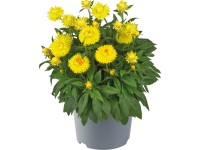Grow by OBI Smil listnatý (Helichrysum bracteatum), mix, pr. cca 17 cm
