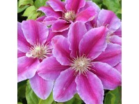 Plamienok (Clematis Hybride) 