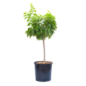 Zakrslá marhuľa 'Aprigold' GROW by OBI v kvetináči, výška cca 60 cm.