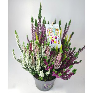 Vres Mosaica v kvetináči, cca 14 cm. Mrazuvzdorná Calluna vulgaris s farebnými kvetmi.