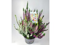 Q-Flower Vres obyčajný (Calluna vulgaris) 