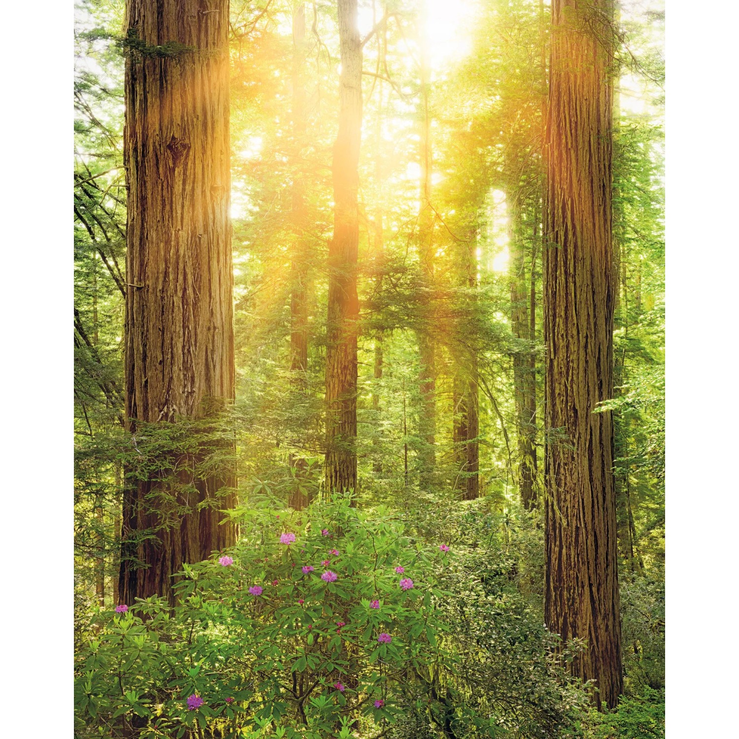 E-shop Komar Vliesová fototapeta Redwood 200 x 250 cm