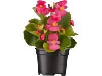 Begónia stálokvetá (Begonia semperflorens) pr. kvetináča 9 cm