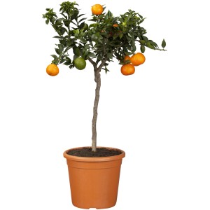 Citrusový kmeň v kvetináči (cca 17 cm Ø) so zrelými a nezrelými plodmi.