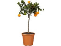 Citrus na kmienku v kvetináči pr. 17 cm
