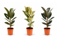 GROW by OBI Fikus kaučukový (Ficus elastica), rôzne druhy, pr. kv. 19 cm