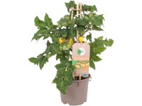 GROW by OBI Rajčina jedlá cherry (Solanum lycop.) Pick&Joy žltá, pr. 14 cm
