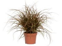 OBI Ostrica havajská (Uncinia uncinata) 