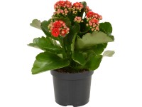 GROW by OBI Kalanchoe Blossfeldova 
