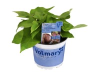 Povojník batátový priemer kvetináča cca 13 cm Ipomea