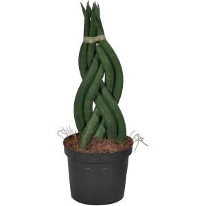 Tenura Sansevieria zeylanica 'Fan' v kvetináči, pletený vzhľad, nenáročná sukulentná rastlina.
