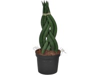 Svokrin jazyk priemer kvetináča cca 12 cm Sansevieria zeylanica fan