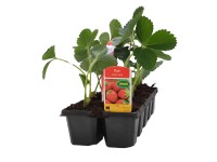 CZ-Flora Jahoda veľkoplodá 10-pack (Fragaria x ananassa) CZ-Flora Jahoda veľkoplodá 10-pack (Fragaria x ananassa)