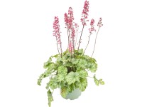 GROW by OBI Dlžicha (Heuchera hybrida) zelenolistá cca výška 35 cm, pr. 17 cm GROW by OBI Dlžicha (Heuchera hybrida) zelenolistá cca výška 35 cm, pr. 17 cm