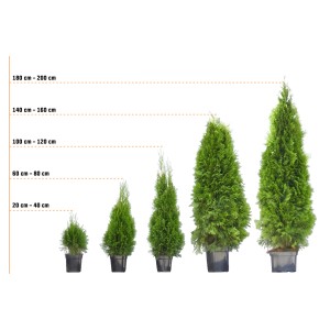 Rôzne výšky tuje Brabant (Thuja) v kvetináčoch, veľkosti od 20 cm do 200 cm.