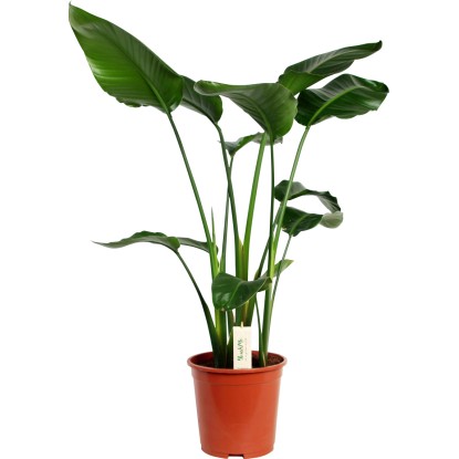 Strelícia natalská výška cca 60 - 75 cm priemer kvetináča cca 17 cm Strelitzia