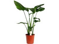 Strelícia natalská výška cca 60 - 75 cm priemer kvetináča cca 17 cm Strelitzia