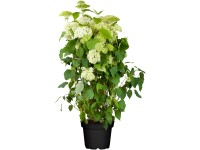 OBI Hortenzia (Hydragena) 