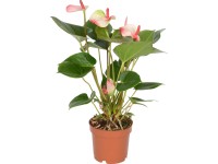 Antúria Amalia Elegance biela-ružová