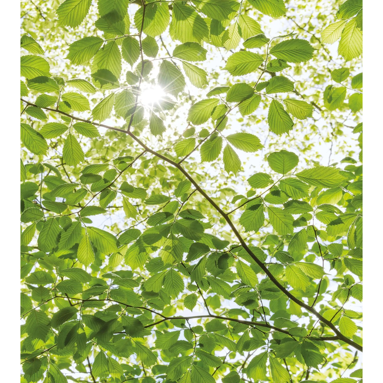 E-shop Komar Vliesová fototapeta V jarnom lese, 250 x 280 cm