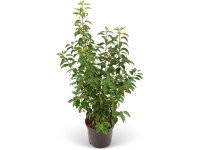 Bobkovišeň lekárska (Prunus laurocerasus) 