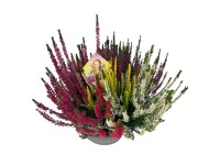Landgard Vres obyčajný (Calluna vulgaris) 