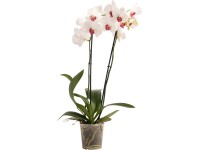 OBI Orchidea motýľokvetá Red Eye, 60-70 cm, pr. kvetináča cca 12 cm