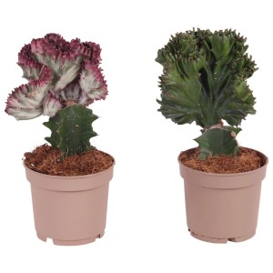 Dva sukulenty GROW by OBI Euphorbia Cristata v kvetináčoch, rôzne farby.