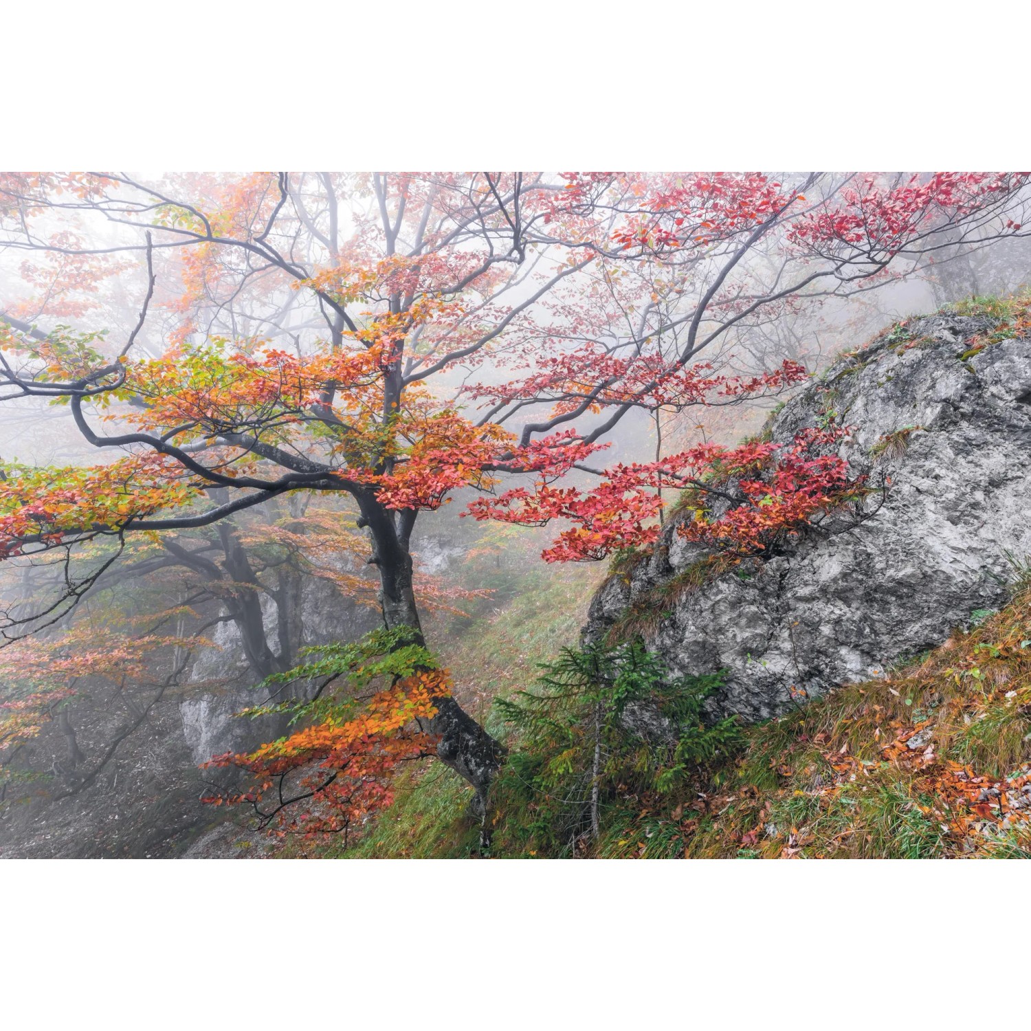 E-shop Komar Vliesová fototapeta Euphoria 300 x 200 cm