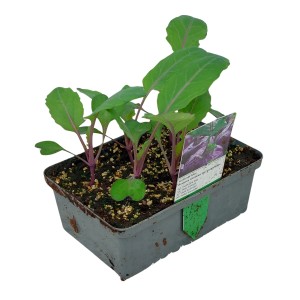 Balenie 6 ks modrej kalerábu (Brassica), mladé zeleninové rastliny s koreňovým balom v miske.