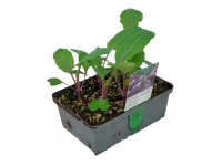 Landgard Kaleráb modrý (Brassica oleracea var. gongylodes) 6 ks v miske