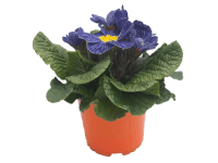 Prvosienka bezlodyžná s modrobielym kvetom, pr. 10,5 cm